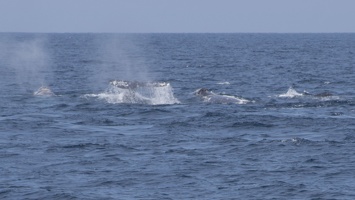 321-3612 Gray Whales